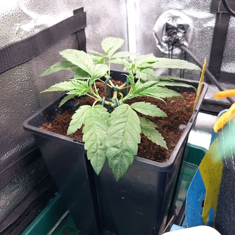 Jealousy  growlog timeline photo