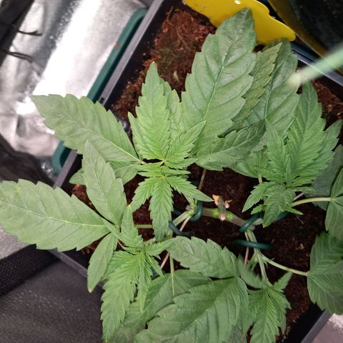 Jealousy  growlog timeline photo