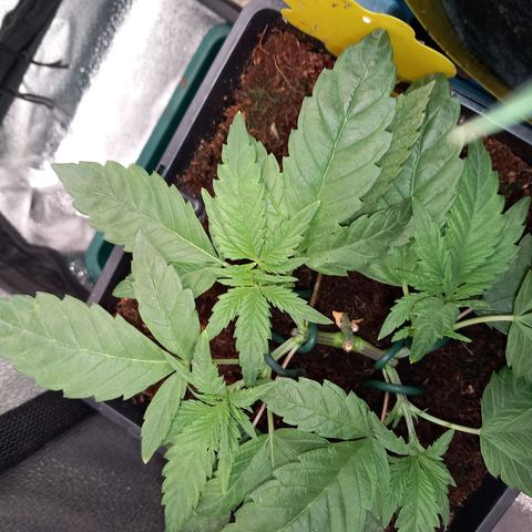 Jealousy  growlog timeline photo