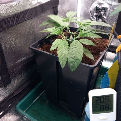 Jealousy  growlog timeline photo