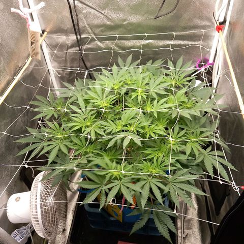 Pineapple skunk growlog timeline photo