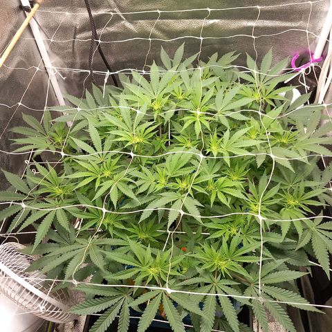 Pineapple skunk growlog timeline photo