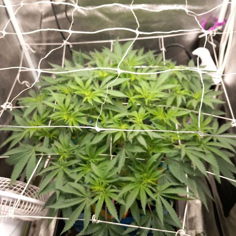 Pineapple skunk growlog timeline photo