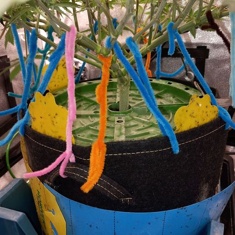 Pineapple skunk growlog timeline photo