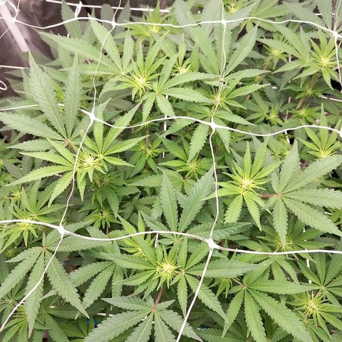 Pineapple skunk growlog timeline photo