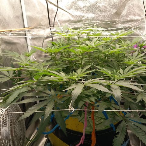 Pineapple skunk growlog timeline photo