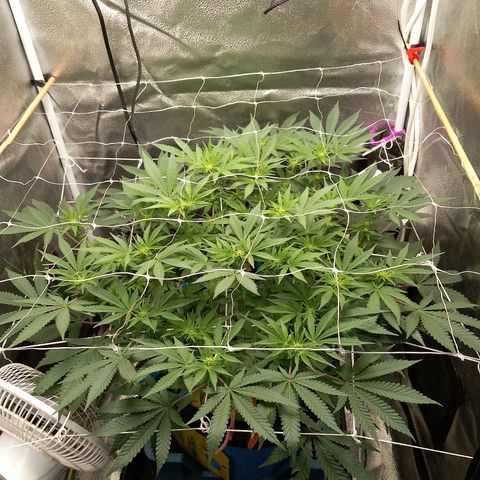 Pineapple skunk growlog timeline photo