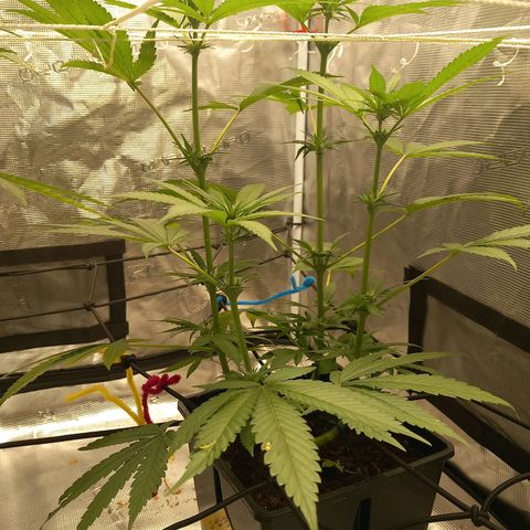 Jealousy  growlog timeline photo