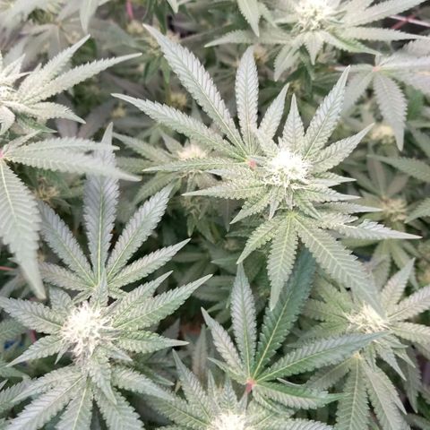Pineapple skunk growlog timeline photo