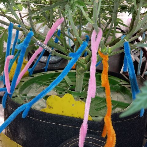 Pineapple skunk growlog timeline photo
