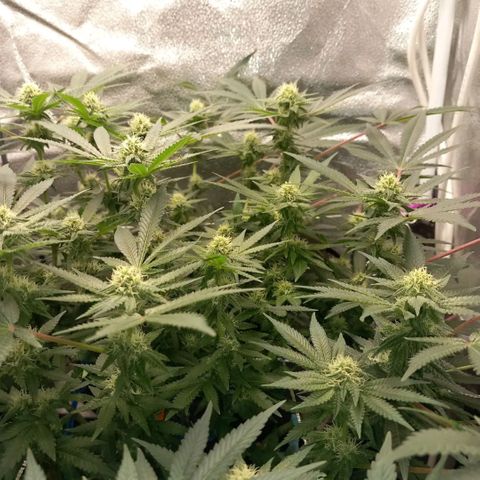 Pineapple skunk growlog timeline photo