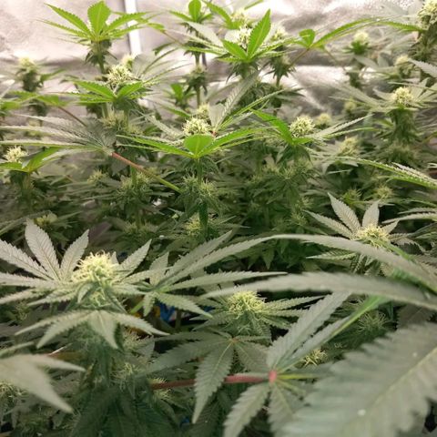 Pineapple skunk growlog timeline photo