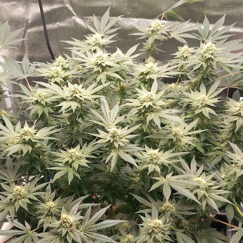 Pineapple skunk growlog timeline photo
