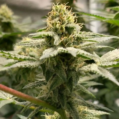 Pineapple skunk growlog timeline photo
