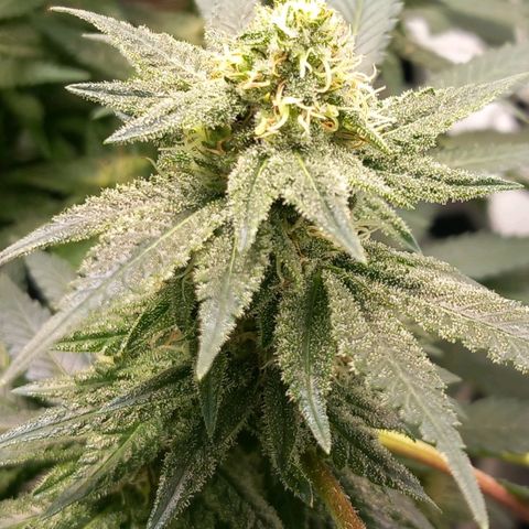 Pineapple skunk growlog timeline photo