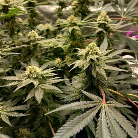 Pineapple skunk growlog timeline photo