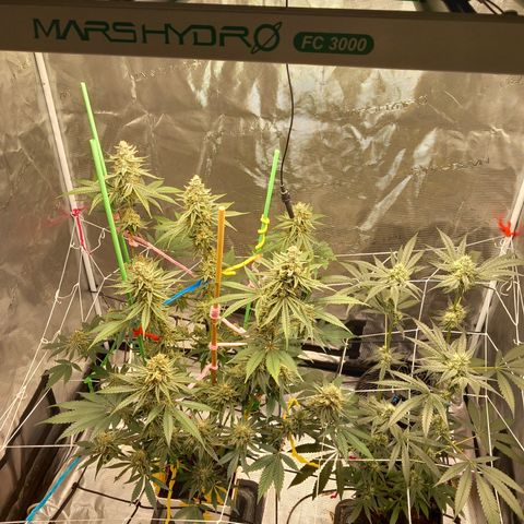 Jealousy  growlog photo: Update