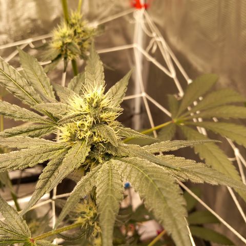 Jealousy  growlog photo: Update