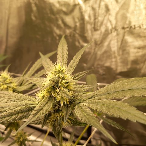 Jealousy  growlog photo: Update