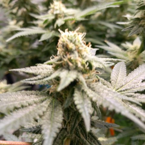 Pineapple skunk growlog photo: Update