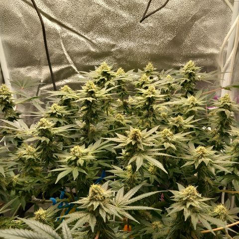Pineapple skunk growlog photo: Update