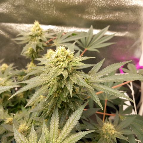 Pineapple skunk growlog photo: Update