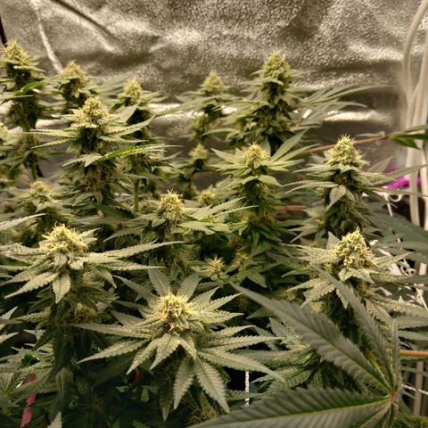 Pineapple skunk growlog photo: Update
