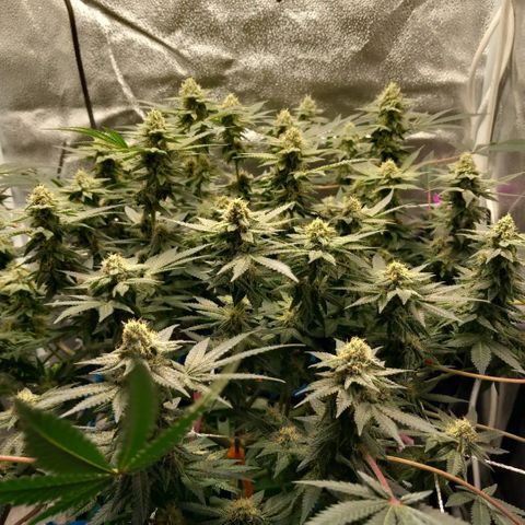 Pineapple skunk growlog timeline photo