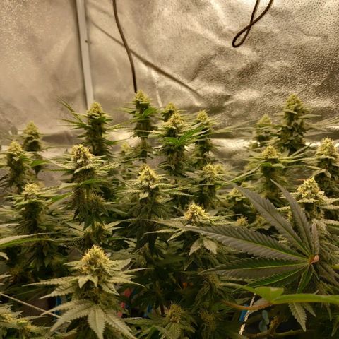 Pineapple skunk growlog timeline photo