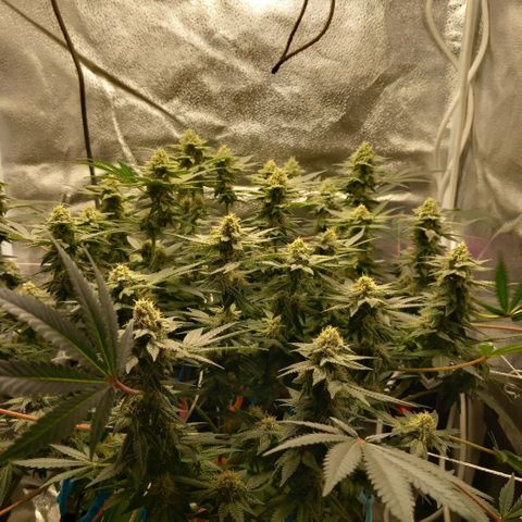 Pineapple skunk growlog timeline photo