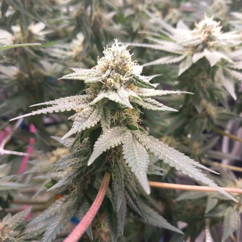 Pineapple skunk growlog timeline photo