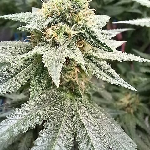 Pineapple skunk growlog timeline photo