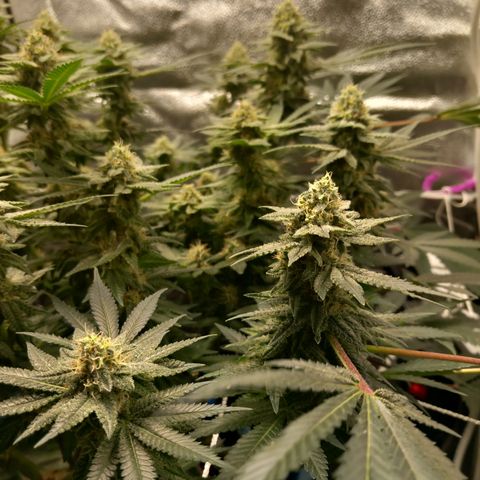 Pineapple skunk growlog timeline photo