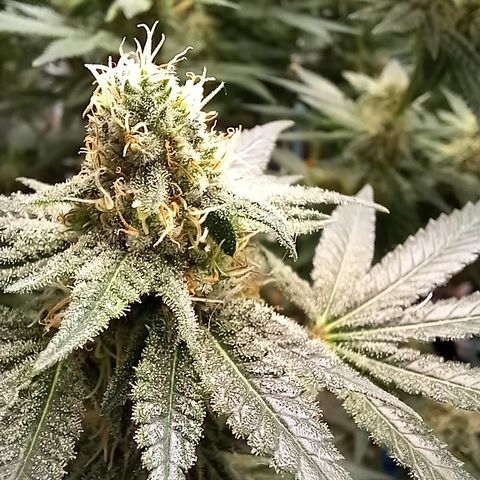 Pineapple skunk growlog timeline photo