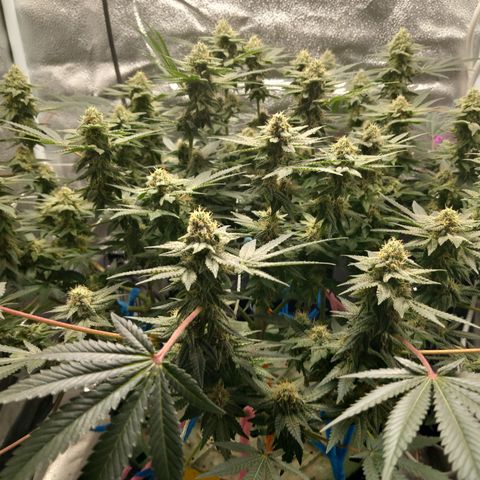 Pineapple skunk growlog timeline photo