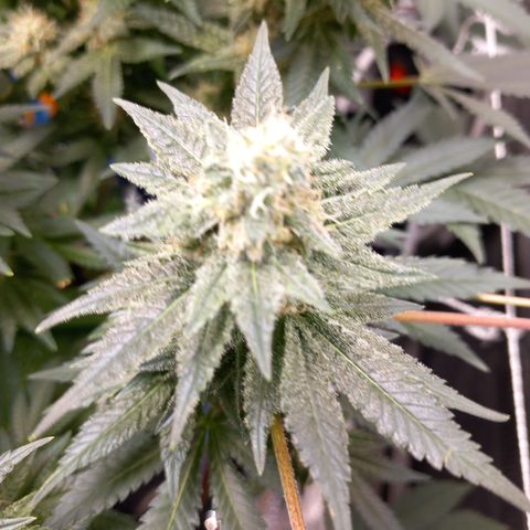 Pineapple skunk growlog timeline photo