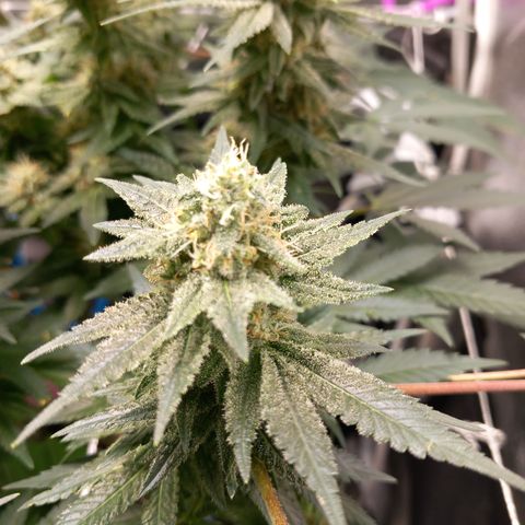 Pineapple skunk growlog timeline photo
