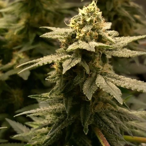 Pineapple skunk growlog timeline photo