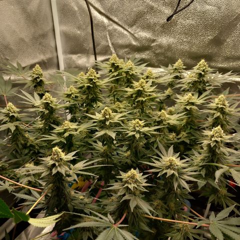 Pineapple skunk growlog timeline photo