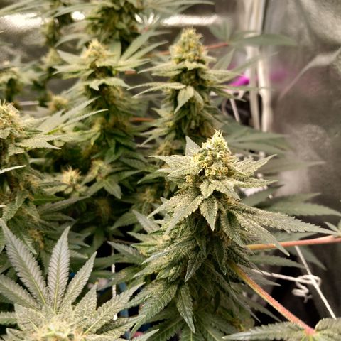Pineapple skunk growlog timeline photo