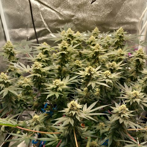 Pineapple skunk growlog timeline photo
