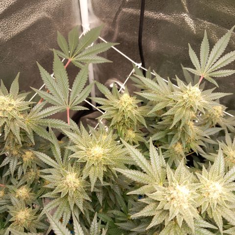 Pineapple skunk growlog timeline photo