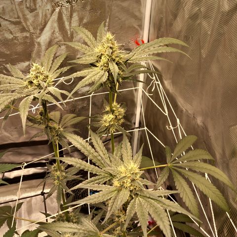 Jealousy  growlog timeline photo