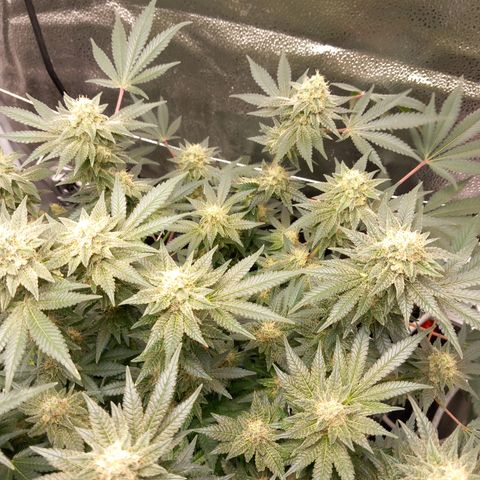 Pineapple skunk growlog timeline photo