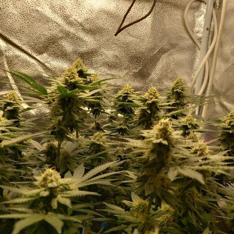 Pineapple skunk growlog timeline photo