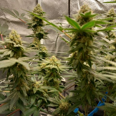 Pineapple skunk growlog timeline photo