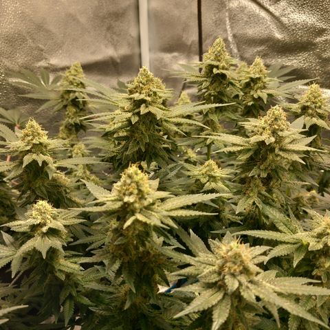 Pineapple skunk growlog timeline photo