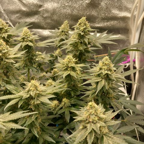 Pineapple skunk growlog timeline photo