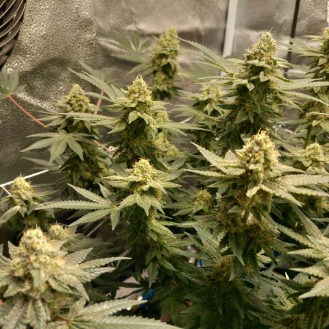 Pineapple skunk growlog timeline photo