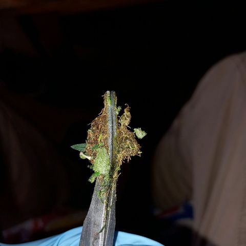 Pineapple skunk growlog timeline photo
